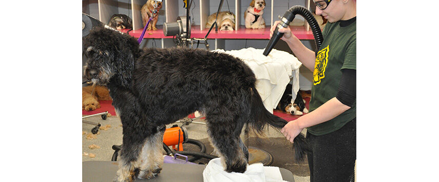 Grooming the Bernadoodle